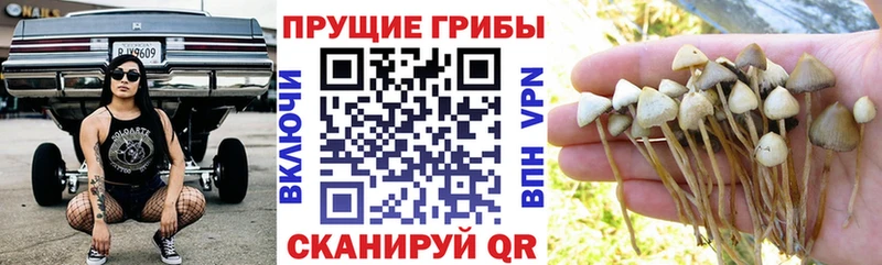 Псилоцибиновые грибы Psilocybine cubensis  мега ССЫЛКА  Галич 